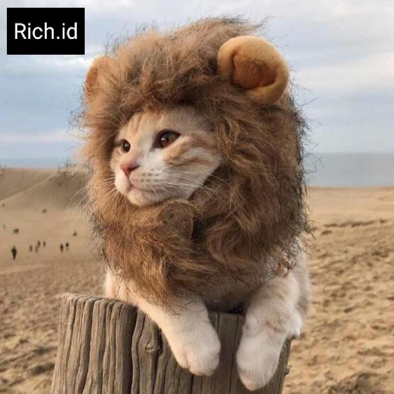 Jual Topi Kostum Kucing Dan Anjing Bentuk Wig / Rambut Singa Indonesia|Shopee Indonesia 800_X_800_jpg