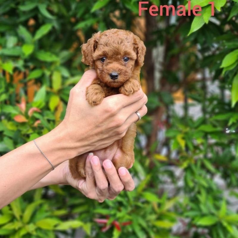 Jual Red Toy Poodle Puppy Anak Anjing Anakan Poodle | Shopee Indonesia