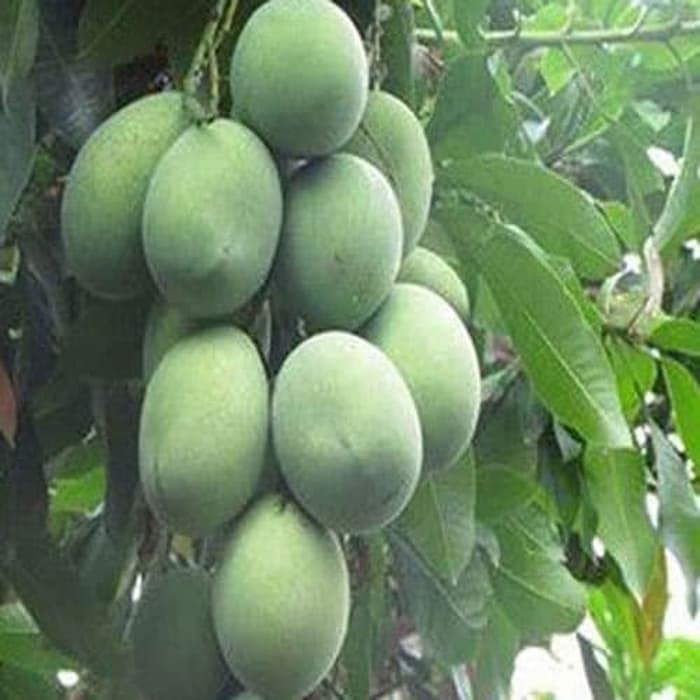 Pokok Mangga Harum Manis paklut