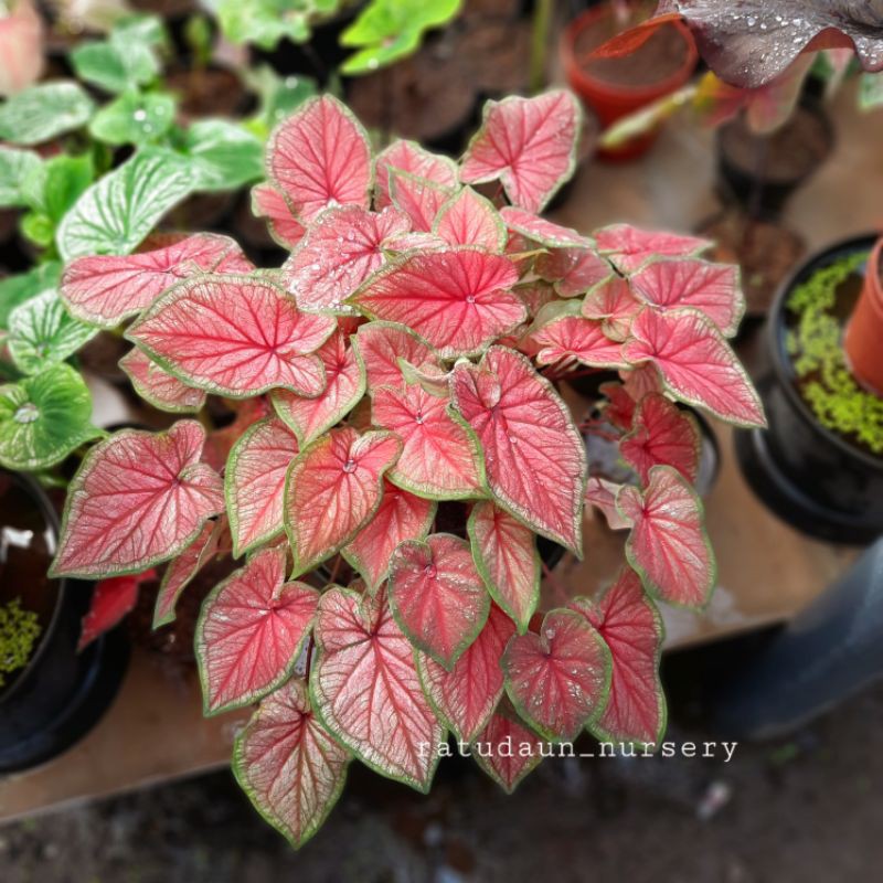 keladi hias Red jaguar murmer / bibit keladi red jaguar Shopee Indonesia