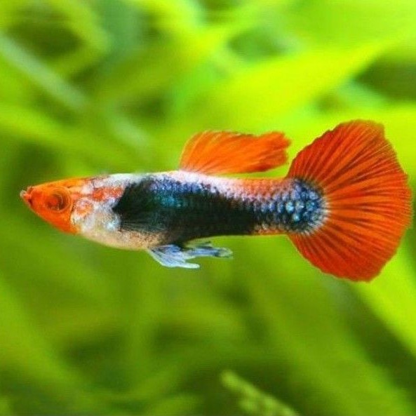 Jual Ikan Guppy Tuxedo Koi Albino Koi Remaja Indonesia|Shopee Indonesia