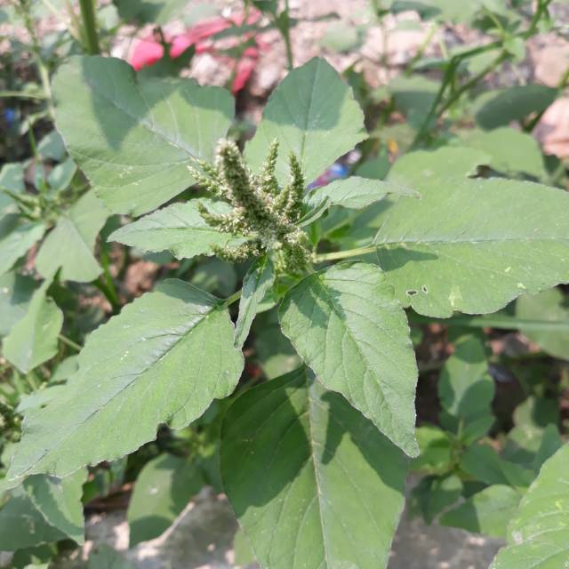 Daun Bayam Hutan atau Bayam Liar Shopee Indonesia