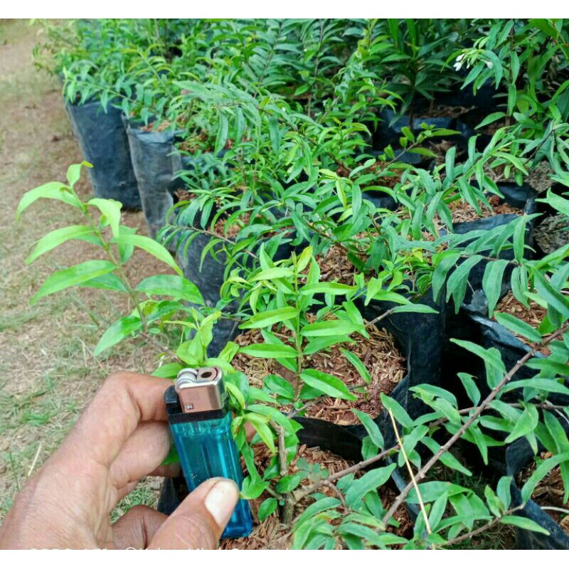 Jual Bibit Bonsai Anting Putri Mikro Indonesia|Shopee Indonesia