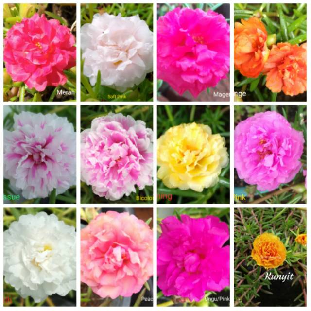 Gambar Bunga Mawar Tanah - Koleksi Foto Bunga