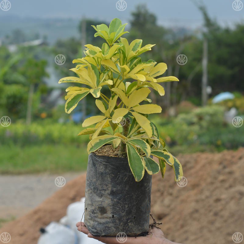 Tanaman Hias Walisongo Shopee Indonesia