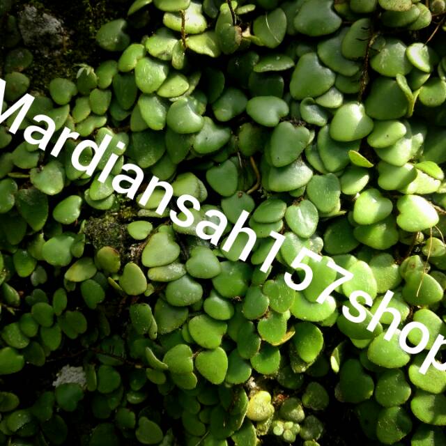 TANAMAN OBAT DAUN SISIK NAGA 500 GRM/ Daun sisik naga/ daun sisik naga |  Shopee Indonesia