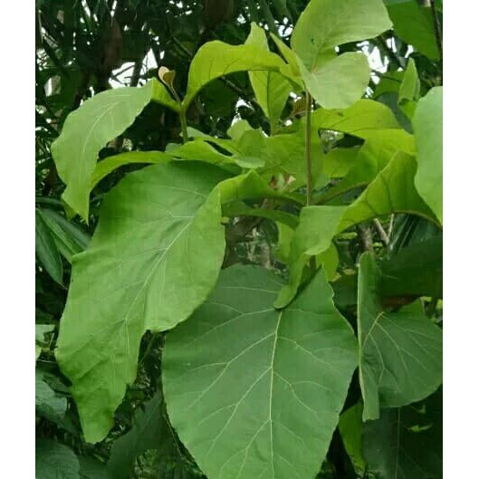 Jual Ready Daun Jati Belanda Segar Indonesia|Shopee Indonesia 529_X_529_jpg