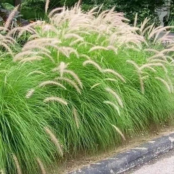 tanaman hias alang alang ekor kuda bunga putih Shopee