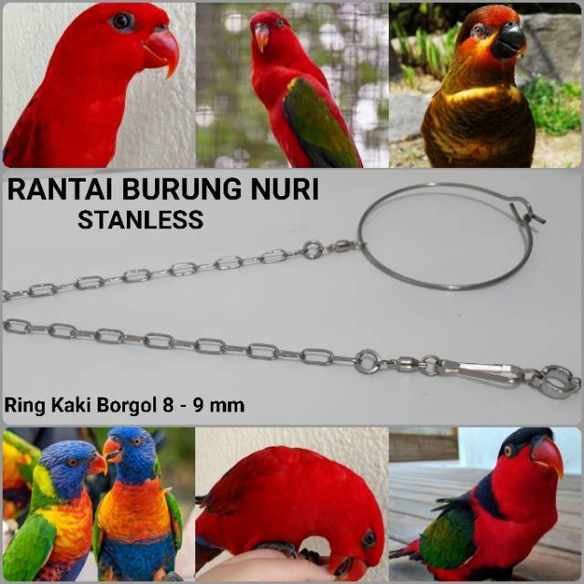Jual Rantai Nuri Kepala Hitam Indonesia|Shopee Indonesia 640_X_640_jpg