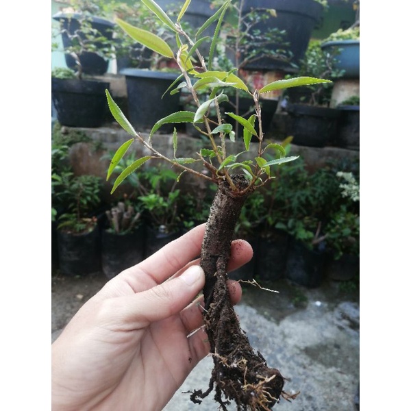 Jual Bahan Bonsai Mame Beringin California Ficus Kalifornia  Indonesia|Shopee Indonesia