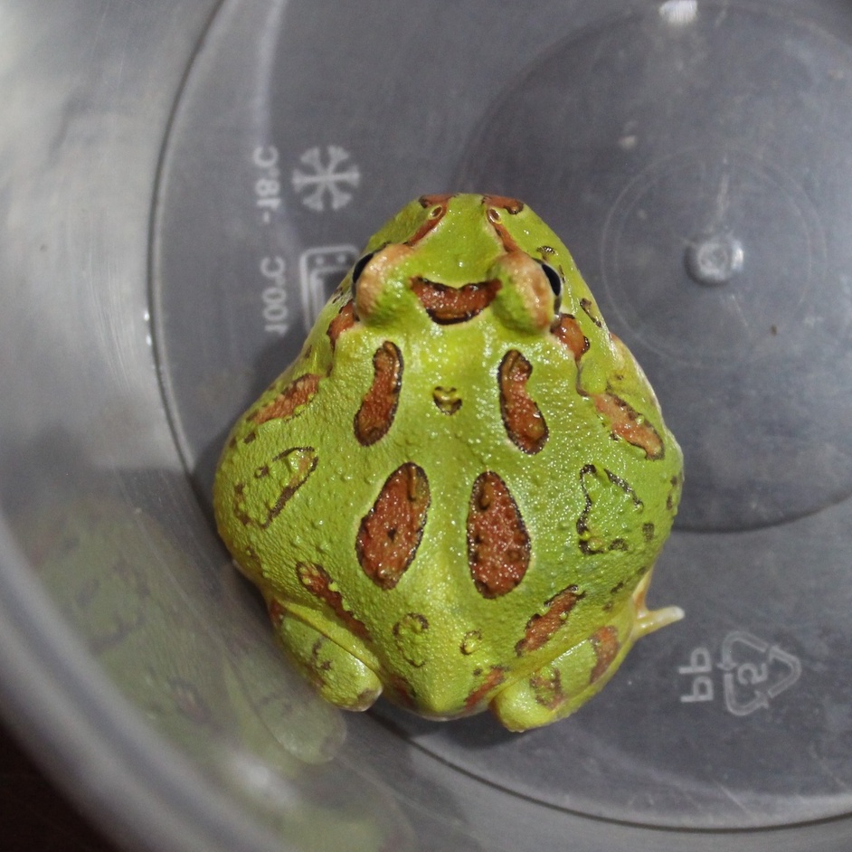 Jual GREEN PACMAN FROG KODOK Shopee Indonesia