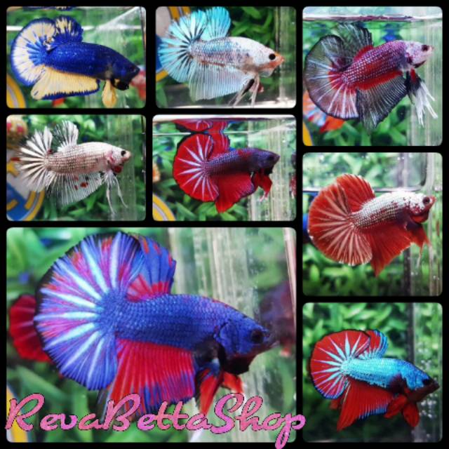 Perbedaan Cupang Avatar Dan Besgel Ikan Cupang