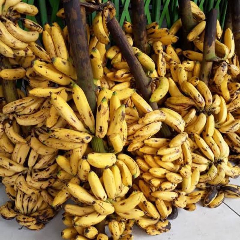 Harga Pisang Uli 1 Tandan