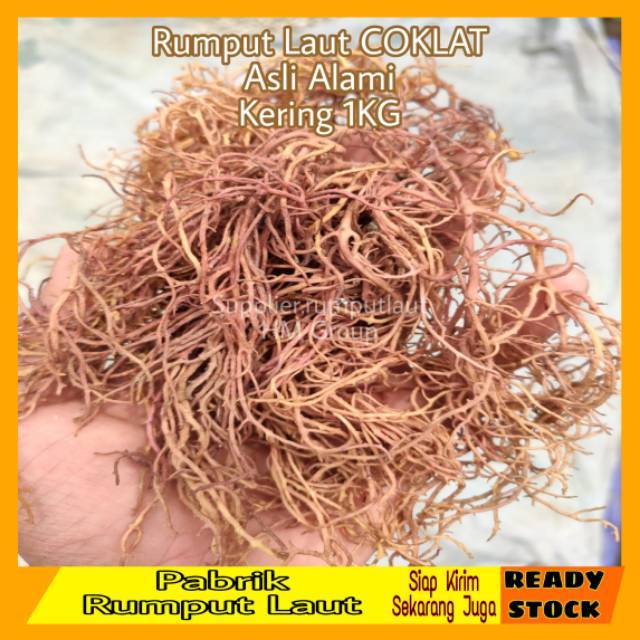 Jual 1Kg Rumput Laut Coklat, Jual Rumput Laut Coklat, Eucheuma Spinosum Sp, Cottoni, Skripsi, Praktikum | Shopee Indonesia