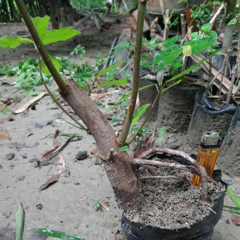 Jual Bahan Bonsai Ficus Loa Ekspose Akar Mantap Indonesia|Shopee Indonesia