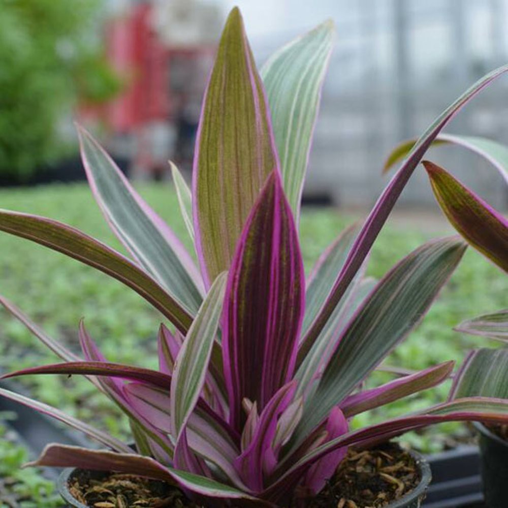 600+ Gambar Bunga Adam Dan Hawa HD Gratis Gambar ID