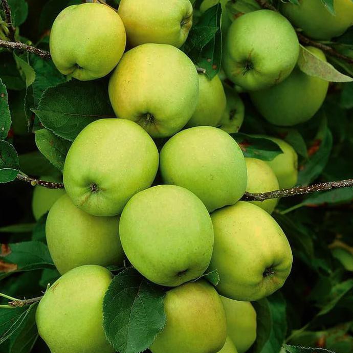 Ibr Tanaman Buah Apel Manalagi Bibit Pohon Apel Hijau Malang Lokal F!Xx |  Shopee Indonesia