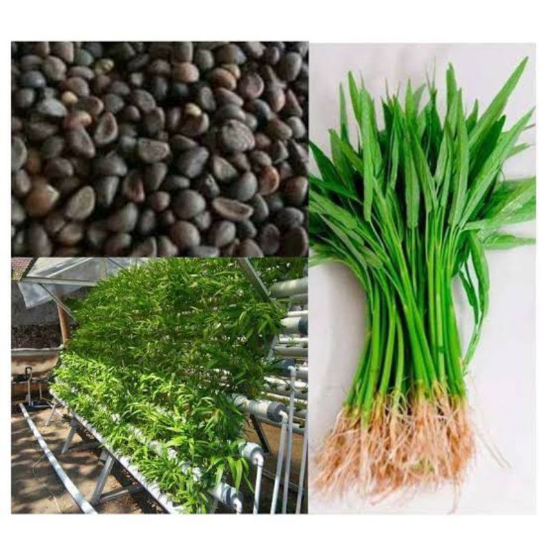 benih kangkung Harga Terbaik - Taman Perlengkapan Rumah Oktober 2021 |  Shopee Indonesia