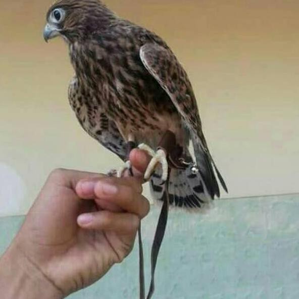 Jual Burung Hantu Putih Surabaya Christoper