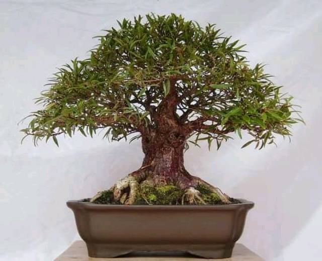 Jual Bahan Bonsai Ficus Africa Impor Indonesia|Shopee Indonesia