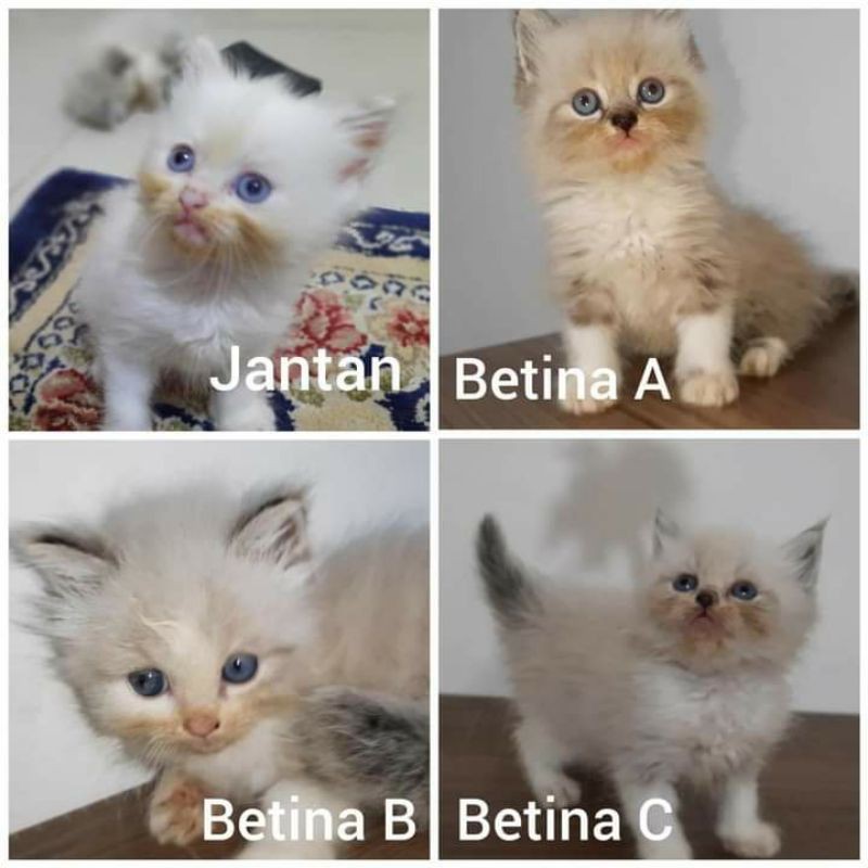 Jual Kucing Ragdoll Mix Himalaya Lucu Indonesia|Shopee Indonesia
