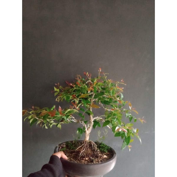 Jual Bonsai Dewandaru Smal Size..(Bonsai Jadi.) Indonesia|Shopee Indonesia