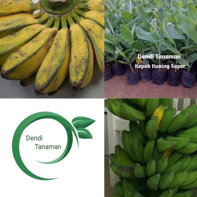 Hidroponik Pohon Pisang cara membuat hidroponik
