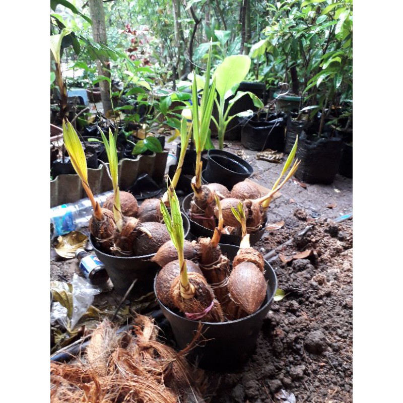 Jual Bahan Bonsai Kelapa Puyuh Hijau Kecil. Ter Murah Indonesia|Shopee  Indonesia