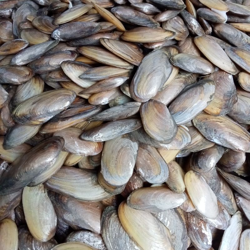 Jual kerang kijing hidup segar per 1kg Shopee Indonesia