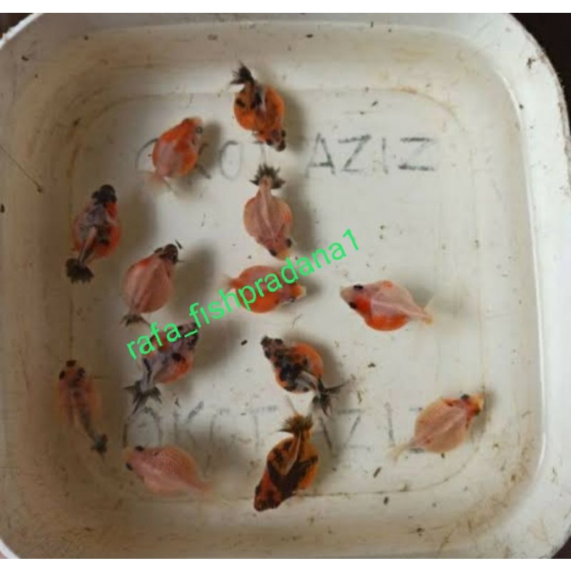 Ikan Hias Koki Mutiara Tikus Shopee Indonesia