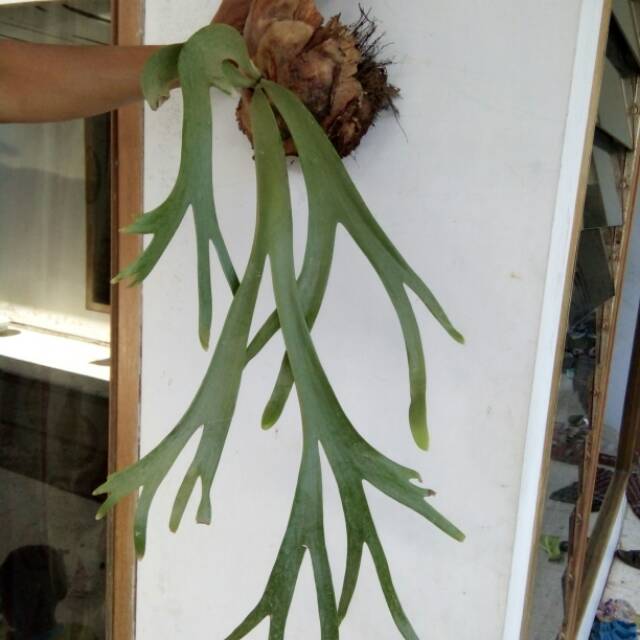 Terpopuler 30 Bunga Anggrek Tanduk Rusa Galeri Bunga HD