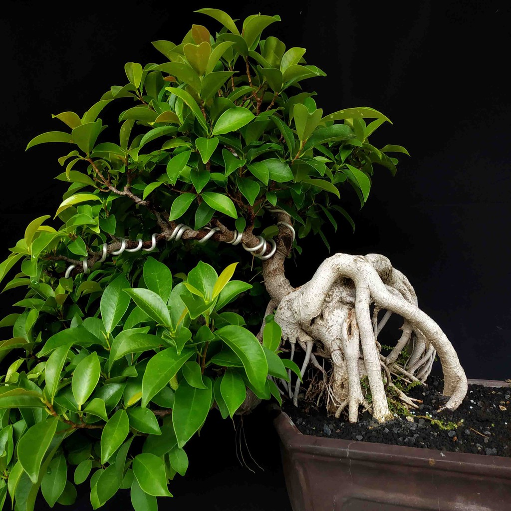 Jual Bonsai Pohon Beringin Ficus Iprik Preh Semi Cascade Rimbun Matang  Indonesia|Shopee Indonesia