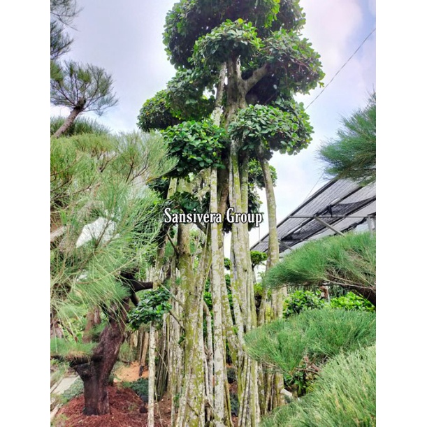 Jual Pohon Beringin Korea Ukuran Besar / Bonsai Beringin Korea  Indonesia|Shopee Indonesia