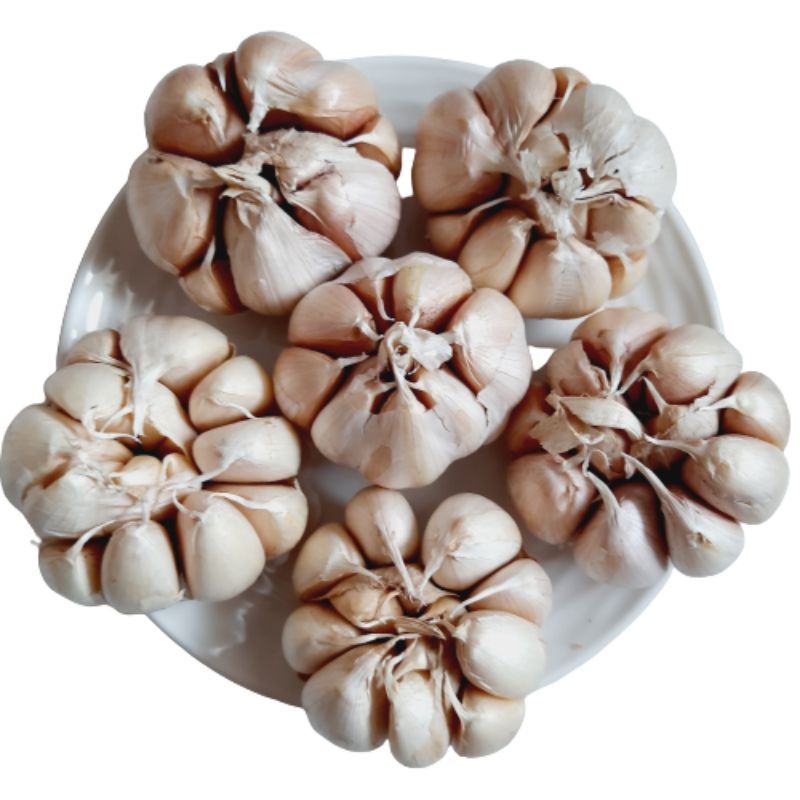 Jual Bawang Putih Bonggol / Bawang Putih Banci 250 gr 500 gr Shopee Indonesia