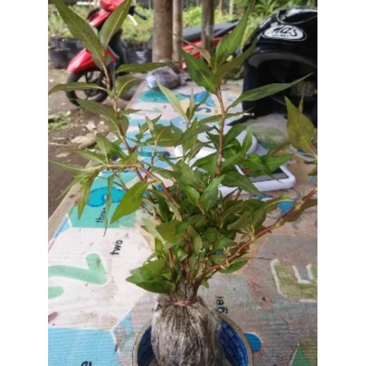 Tanaman Adenium Populer Dengan Sebutan Nama Berbagi Tanam