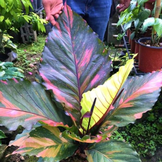 Bibit Anthurium Gelombang Cinta Variegata | Shopee Indonesia