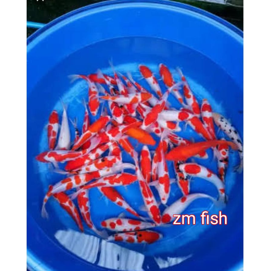 Ikan koi bibit blitar grade a sz 68cm Shopee Indonesia