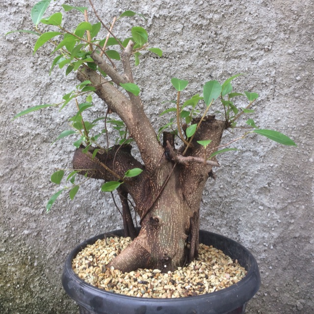 Jual Tanaman Hias Bahan Bonsai Ficus Retusa ( Beringin Iprik / Preh )  Indonesia|Shopee Indonesia