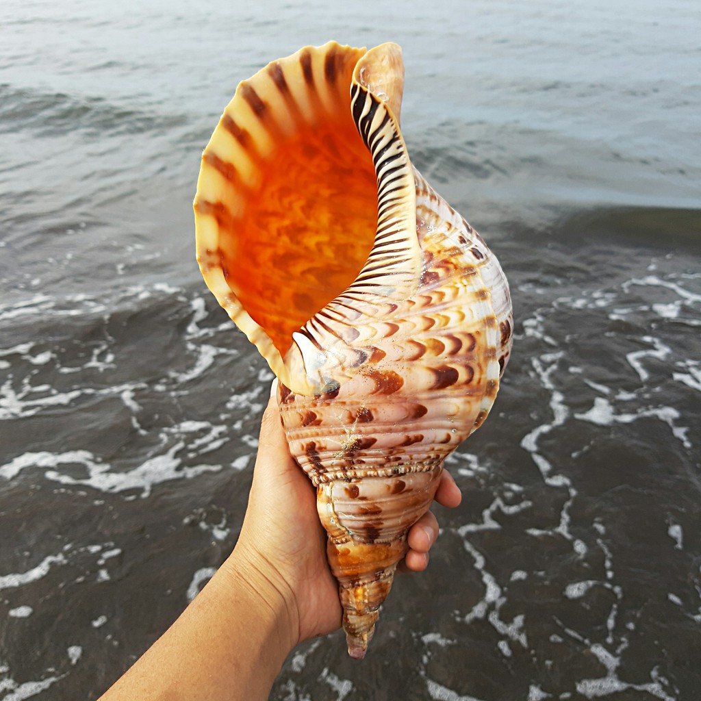 Cangkang Kerang hias / cangkang kerang laut / cangkang kerang besar