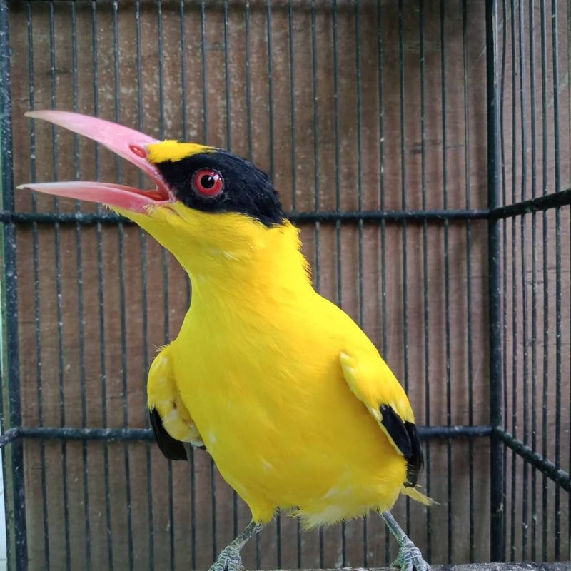 Jual Burung Kepodang Emas Bahan Jantan Dewasa Remaja Rawatan Bunyi Bahan Indonesia|Shopee Indonesia 800_X_800_jpg
