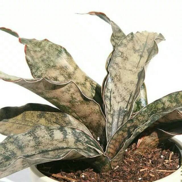 Jual Tanaman Hias Sansivera Kirkii Brown/Sansivieria/Sanseviera/Sansiveira Coklat Kirki | Shopee Indonesia