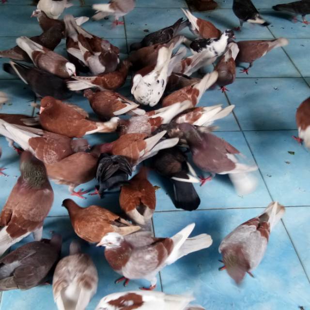 Jual Jual Induk Merpati Balap | Shopee Indonesia