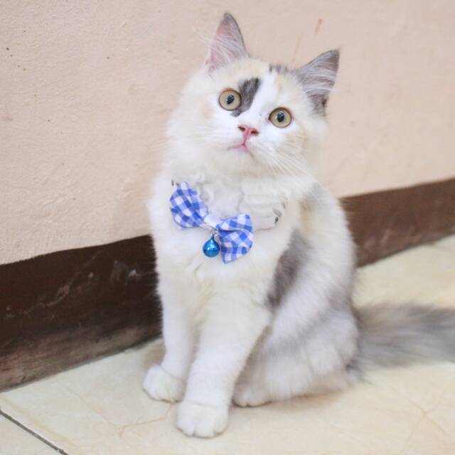 Dasi kupukupu untuk kucing dan anjing / bowtie kucing lucu murah size