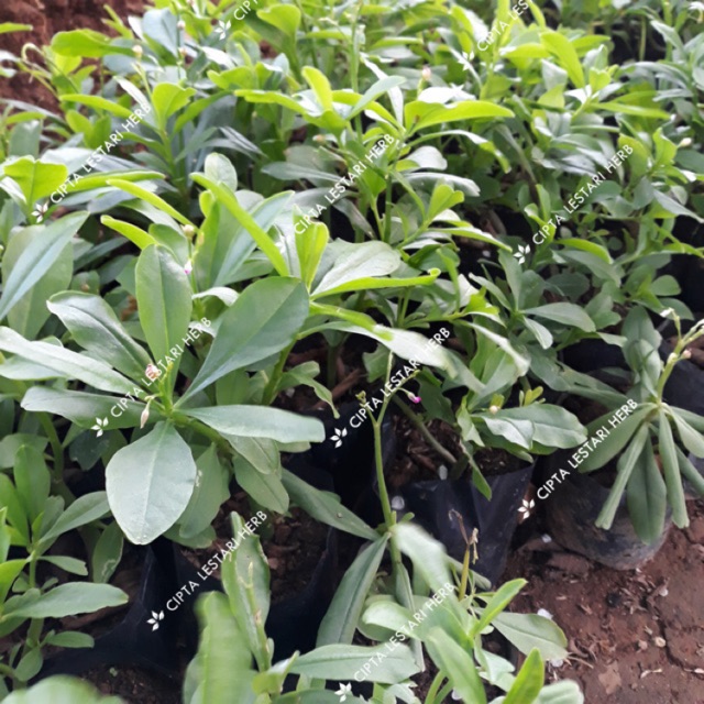 Cara Menanam Bibit Ginseng Jawa BIBIT TAMAN