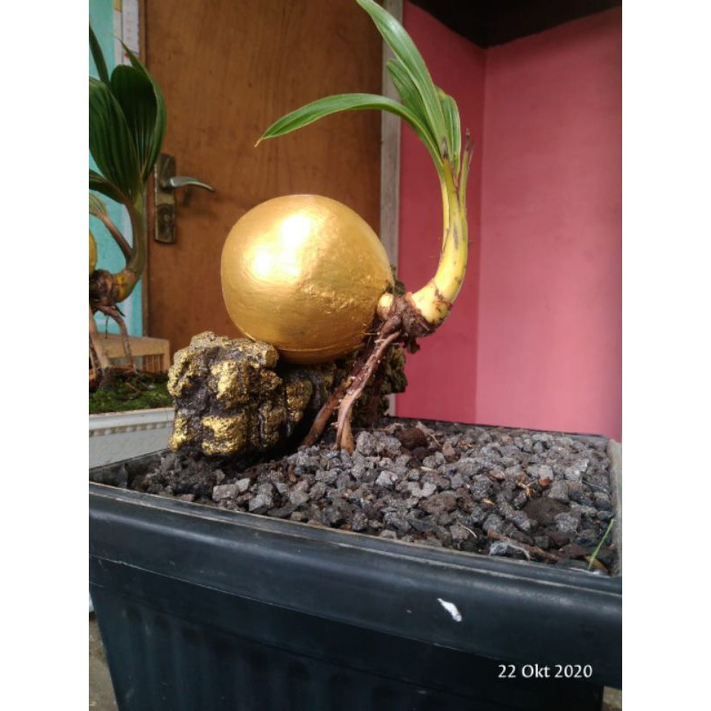 Jual Bonsai Kelapa Siput Emas Indonesia|Shopee Indonesia