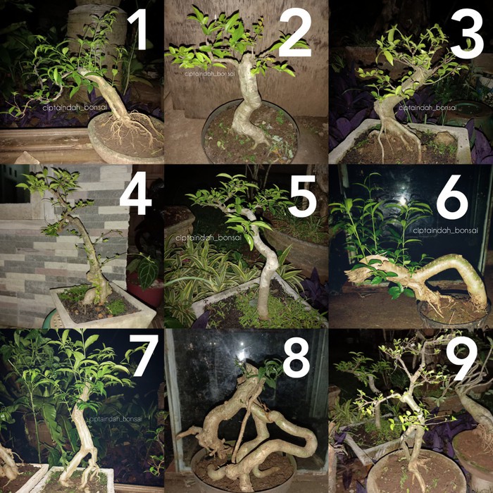 Jual Bonsai Anting Putri Mikro | Batang Bahan Bonsai Mini | Tanaman Bonsai  Indonesia|Shopee Indonesia