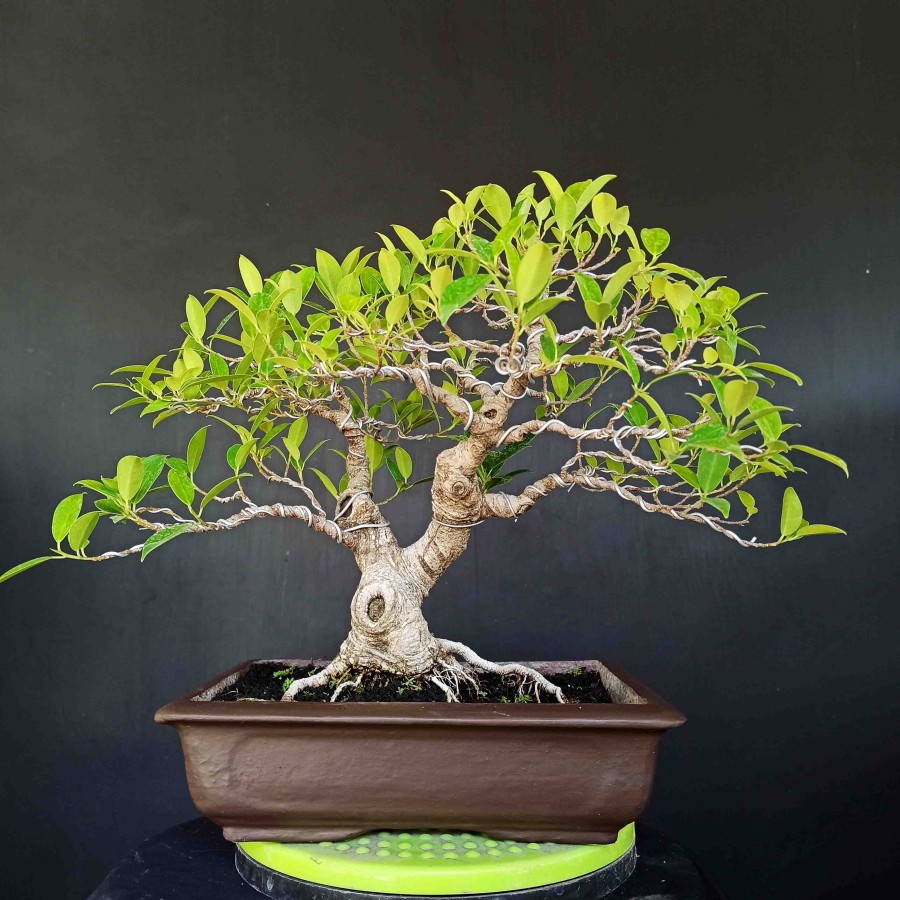 Jual Promo Bonsai Pohon Beringin Kimeng Ficus Taiwan Medium Hiasan Taman  Indonesia|Shopee Indonesia