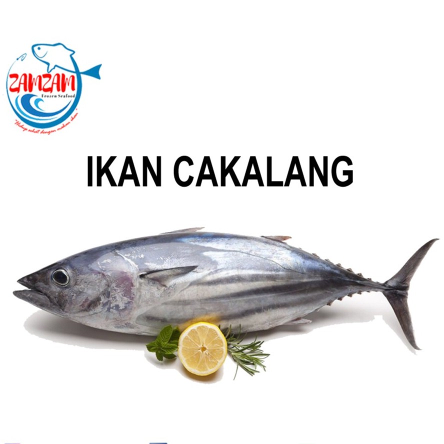 28+ Gambar Kartun Ikan Tongkol Gambar Kartun Mu