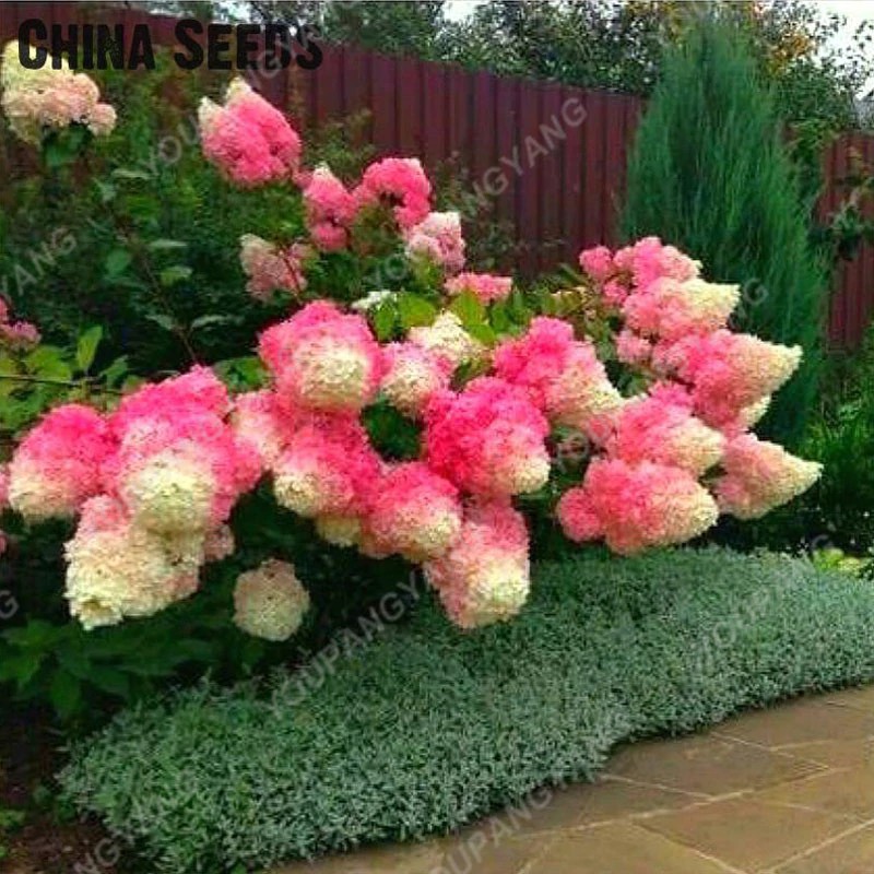 Jual Jual 20Pcs/Pack Hydrangea Paniculata Vanilla Fraise Strawberry Hydrangea Bonsai Bonsai Flower | Shopee Indonesia