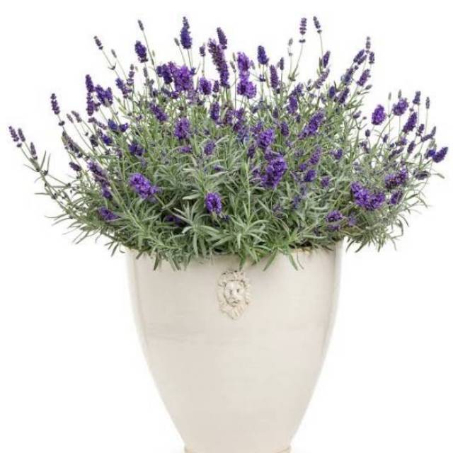 Tanaman Hias Bunga Lavender Pengusir Nyamuk Shopee Indonesia